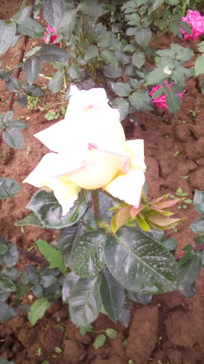 343 - TRANDAFIRI 2016