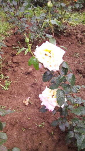 344 - TRANDAFIRI 2016