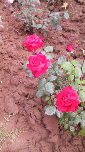 345 - TRANDAFIRI 2016