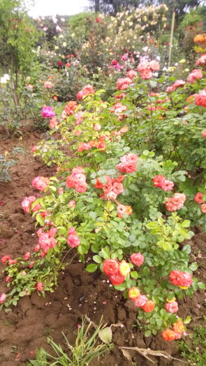 346 - TRANDAFIRI 2016