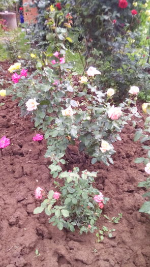 348 - TRANDAFIRI 2016