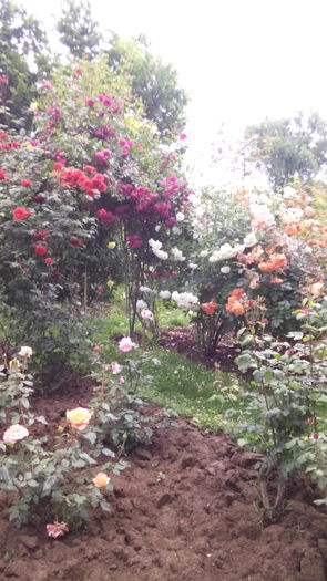 349 - TRANDAFIRI 2016