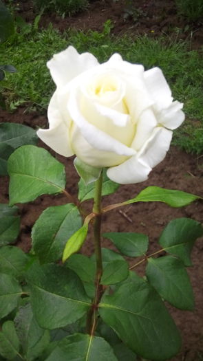 350 - TRANDAFIRI 2016