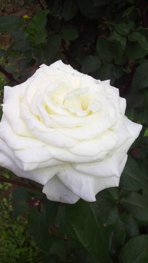 351 - TRANDAFIRI 2016