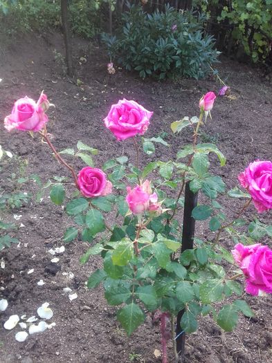 20160602_084035 - La tara