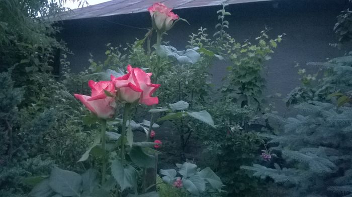WP_20160605_012 - trandafir pomisor altoit de mine printesa farah