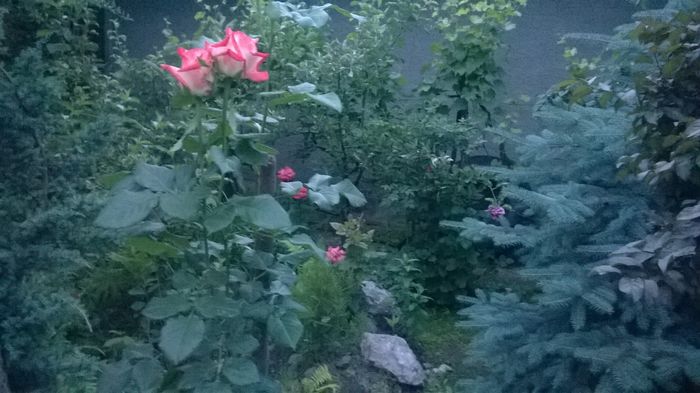 WP_20160605_013 - trandafir pomisor altoit de mine printesa farah