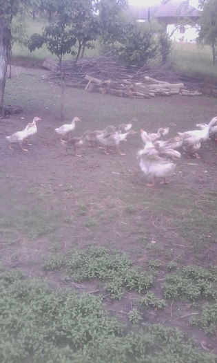 IMG_20160604_093131 - Gastele cu boboci