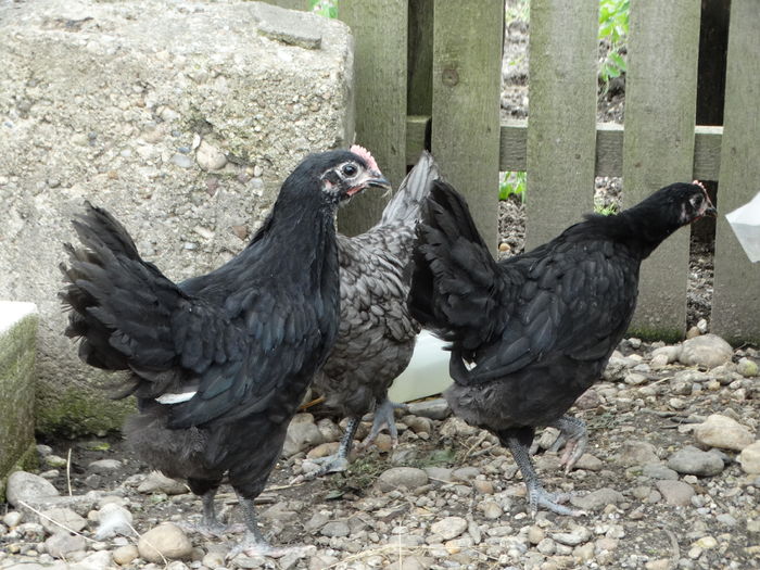 DSC01507 - Australorp