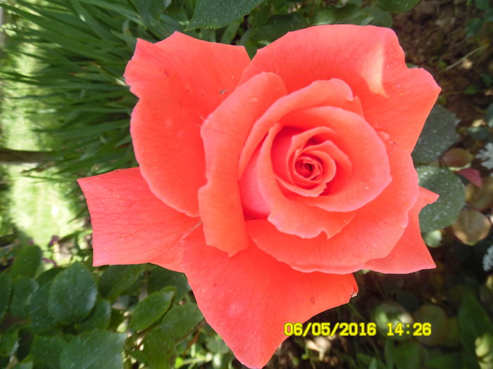 floare mare Queen of Bermuda - trandafiri diverse soiuri
