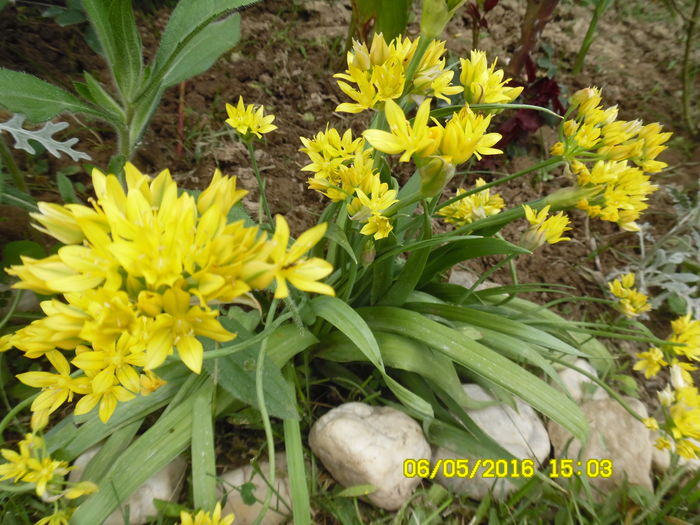 Allium Moly (ceapa galbena decorativa pitica) - plante de primavara