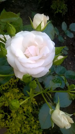 aspirin - Trandafiri 2016