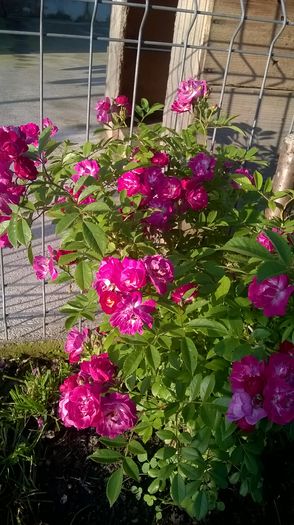 perennial blue - Trandafiri 2016
