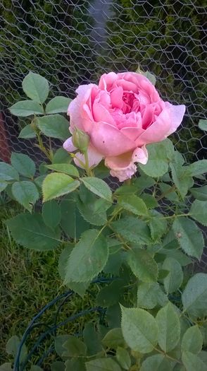 boscobel - Trandafiri 2016