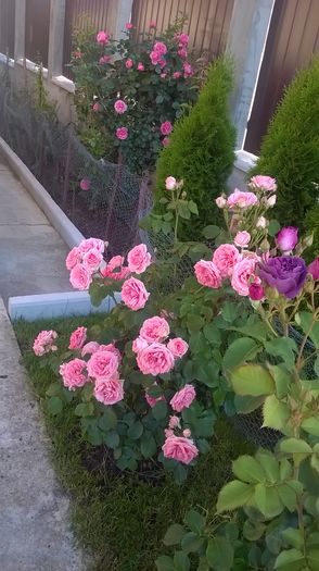 kimono si minerva - Trandafiri 2016