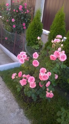 kimono - Trandafiri 2016