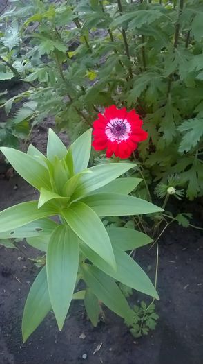 WP_20160605_11_50_18_Pro - gradina 2016