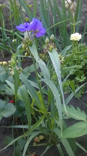 WP_20160605_11_50_09_Pro - gradina 2016