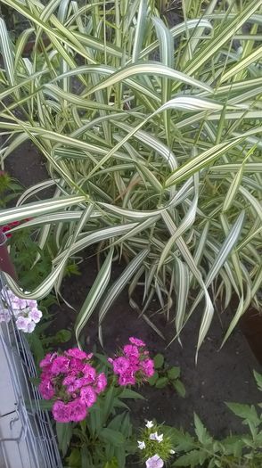 WP_20160605_07_05_05_Pro - gradina 2016