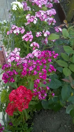 WP_20160605_07_04_53_Pro - gradina 2016