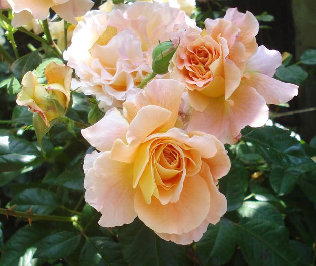 Mai 2016 - Augusta Louise