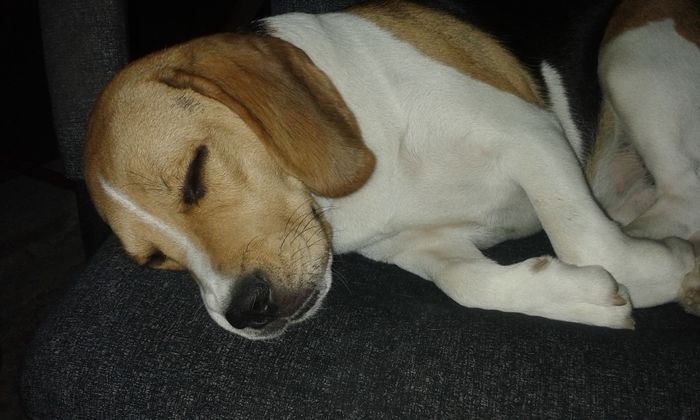 20150808_225600; ea este Tasha ,am cumparat-o,este fata de beagle,super zapacita!
