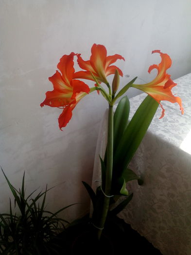 IMG_20160606_081730 - AMARRILLIS