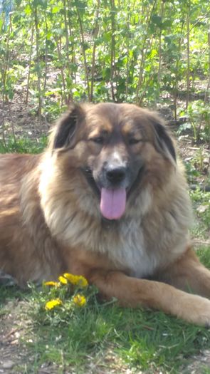 IMG_20160407_121645; Lassy
