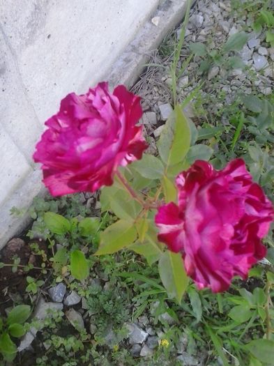 belle de segosa