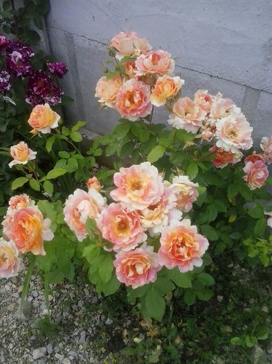 rose de cisterciens - 2016 Trandafiri