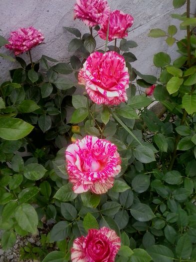 pink intuition - 2016 Trandafiri