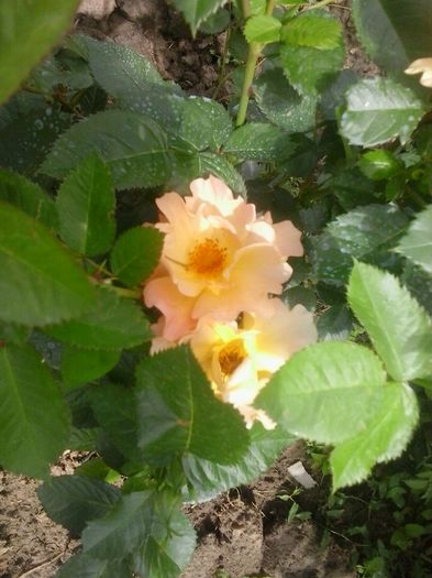 20160603_142816 - 2016 Trandafiri