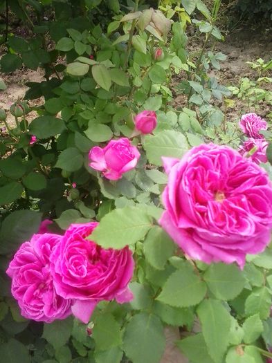 gertrude jekyll - 2016 Trandafiri