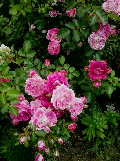 20160604_122440 - 2016 Trandafiri