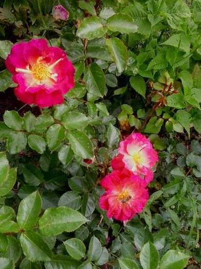 20160604_122536
