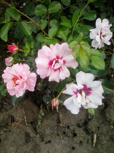 20160604_122655