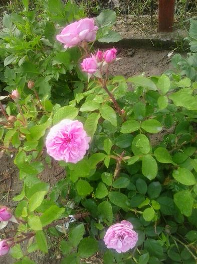 gertrude jekyll - 2016 Trandafiri