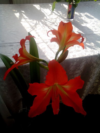 IMG_20160606_081724 - AMARRILLIS