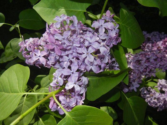 Lilac Ruhm von Horstenstein (`16,Apr.17)