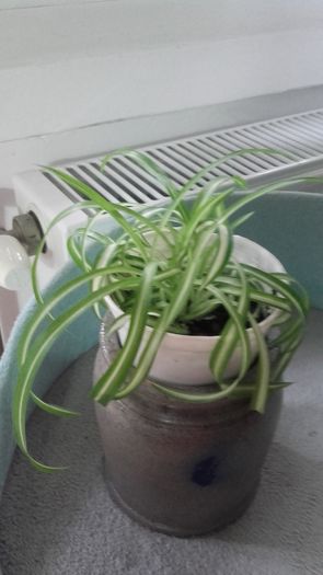 chlorophytum bonnie 25 lei; Planta paianjen ondulata, pui inradacinat bine
