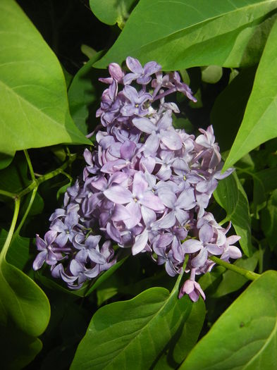 Lilac Ruhm von Horstenstein (`16,Apr.17)