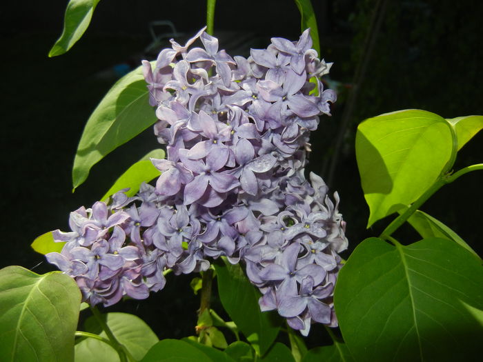 Lilac Ruhm von Horstenstein (`16,Apr.17)