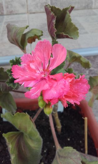 lancantrian - muscate 2016