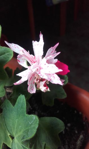 20160605_181558 - muscate 2016