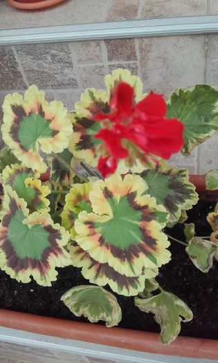 20160605_183747 - muscate 2016