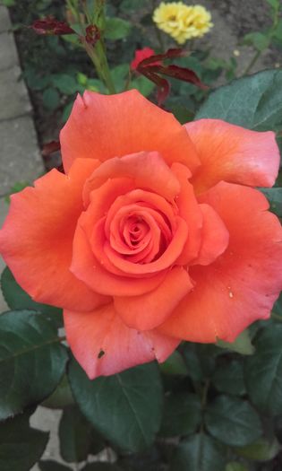 20160604_135129 - trandafiri 2016