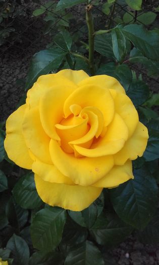 20160605_181614 - trandafiri 2016