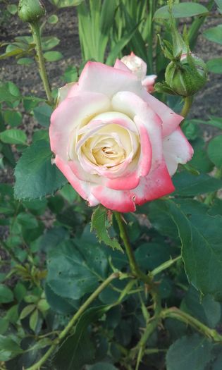 20160605_181631 - trandafiri 2016