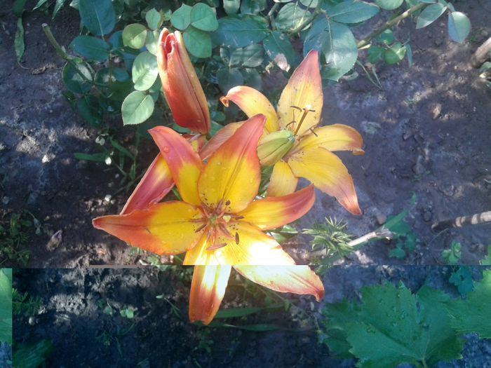 20160605_181658 - IN GRADINA