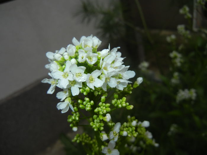 Horseradish. Hrean (2016, April 24)